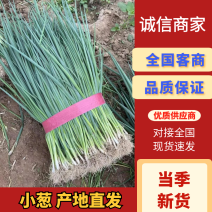 小葱河北精品小葱产地直发按需包装对接商超市场等