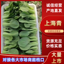 上海青油菜河北上海青规格齐全视频看货以质论价