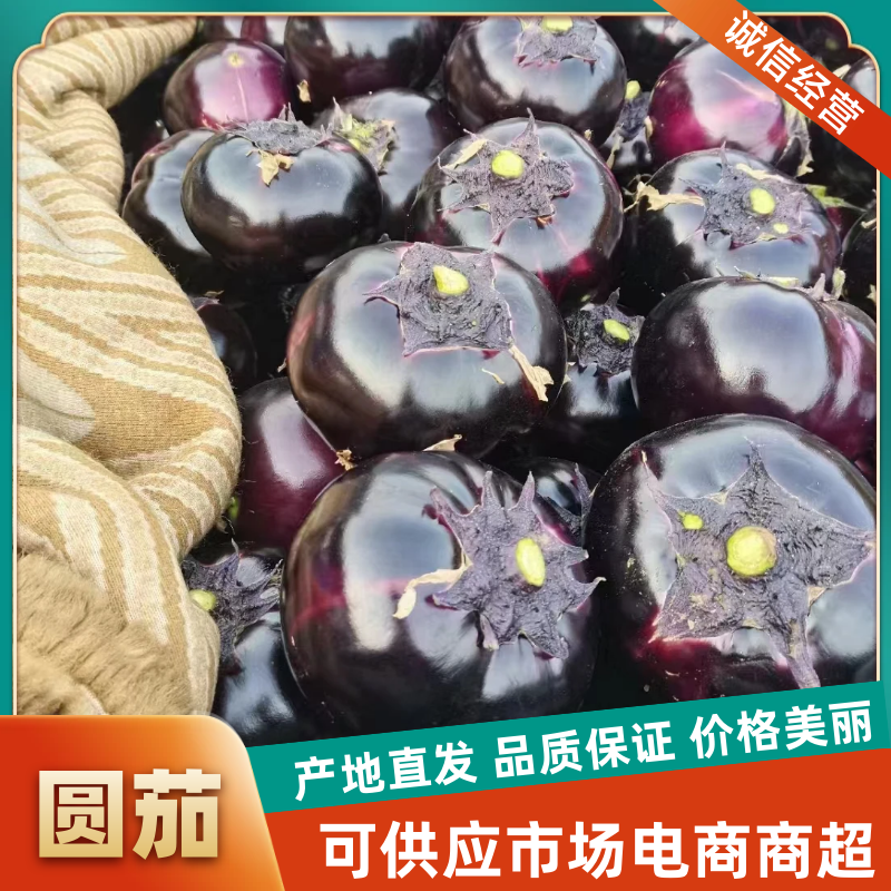 茄子圆茄商超电商社团配货常年供应个头均匀品质好