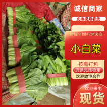 小白菜颜色绿粗细均匀品质好供应商超市场等量大优惠