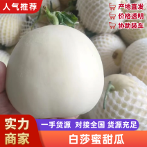 白莎蜜甜瓜甜瓜安徽砀山甜瓜口感脆甜品质好量大优惠