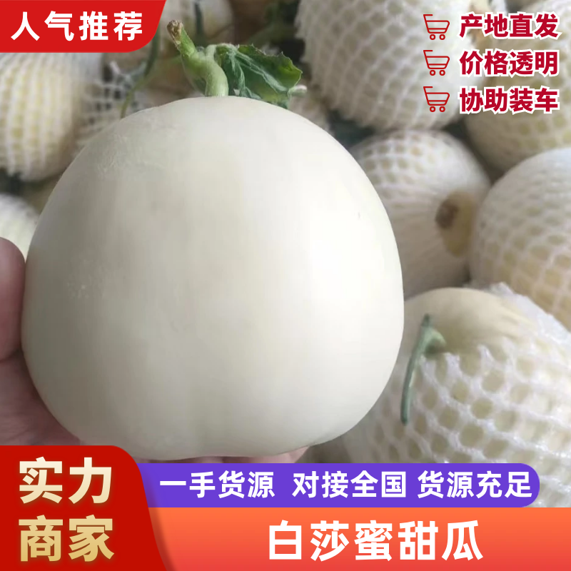 白莎蜜甜瓜甜瓜安徽砀山甜瓜口感脆甜品质好量大优惠