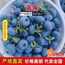 云南蓝莓花香蓝莓L25，L11，F6春高，团购，市场