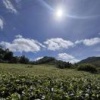 英德英源红茶业有限公司。的一亩田店铺