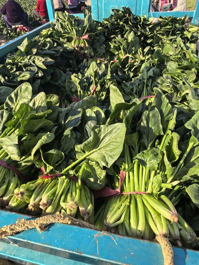 批发菠菜大叶菠菜大量上市全国发货价格可谈电话联系