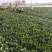 批发菠菜大叶菠菜大量上市全国发货价格可谈电话联系