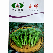 西兰苔种子新力禾吉祥1000粒芥蓝芥菜小西兰大田