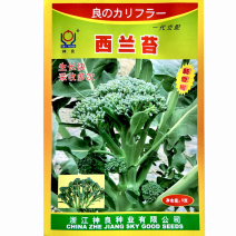 西兰苔种子神良5g生长快小西兰花多茬采收大田基地种
