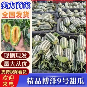 博洋9/61甜瓜大量供应/现摘现发/量大从优一条龙服务