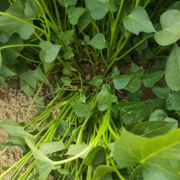 玛莎莉蜜薯苗，基地提供种植技术指导，成活回报率高，欢迎下单