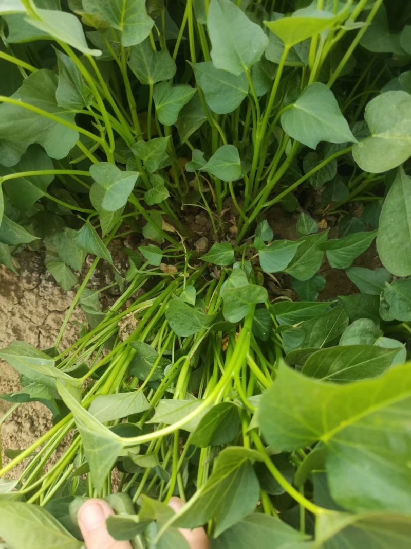 玛莎莉蜜薯苗，基地提供种植技术指导，成活回报率高，欢迎下单