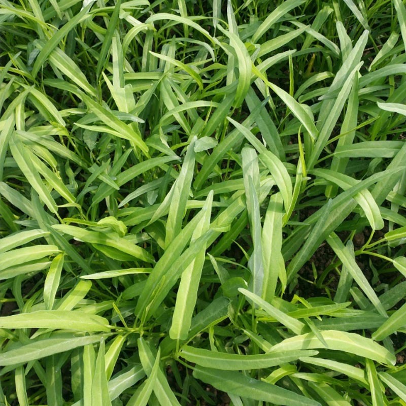 尖叶空心菜种子空心菜种籽泰国空心菜籽种大田种高产