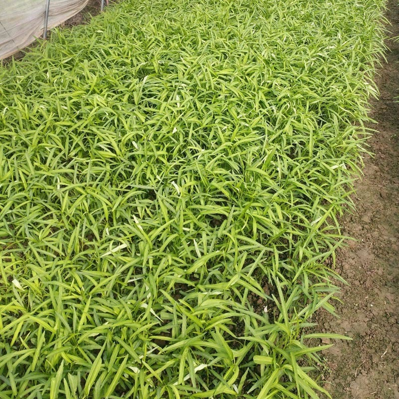 尖叶空心菜种子空心菜种籽泰国空心菜籽种大田种高产