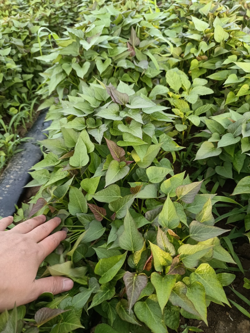 西瓜红红薯优质脱毒脱毒亩产九千，产地直发，一手货源
