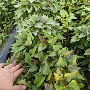 许昌优质脱毒西瓜红红薯苗亩产六千斤，一手货源，产地直供