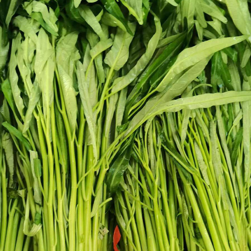 泰国柳绿空心菜种子500g柳叶细叶黑籽水培蔬菜种子