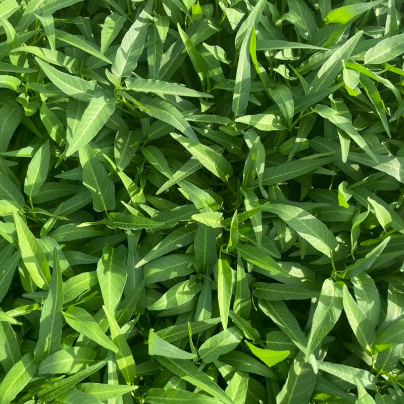泰国柳绿空心菜种子500g柳叶细叶黑籽水培蔬菜种子