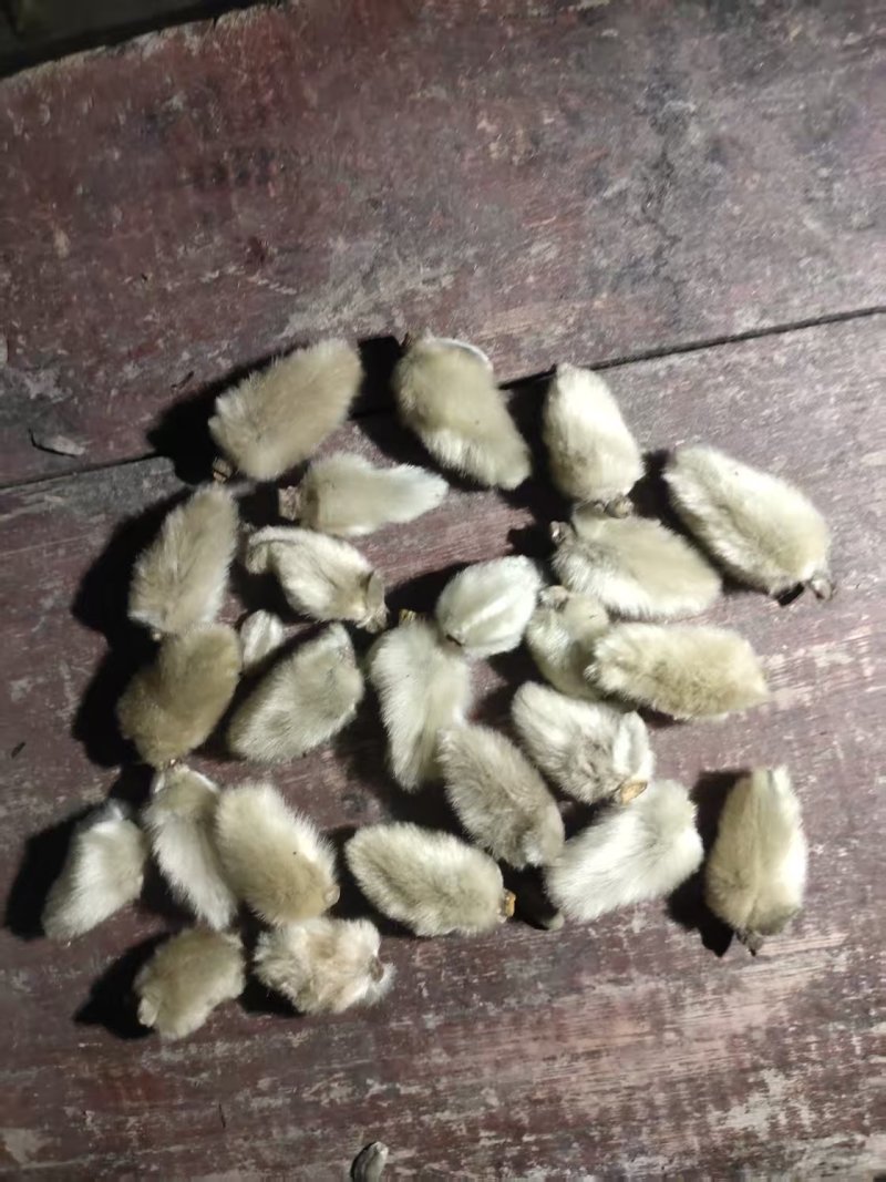 精品中药材辛夷花全品类量大从优，有需要的联系