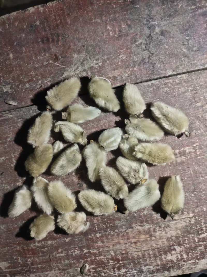 精品中药材辛夷花全品类量大从优，有需要的联系