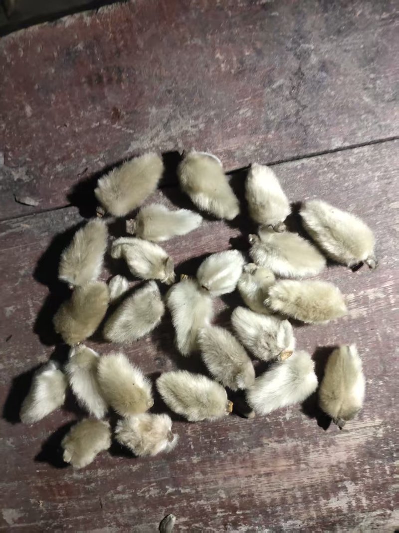 精品中药材辛夷花全品类量大从优，有需要的联系