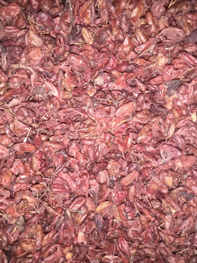 精品山茱萸常年供应货源充足价格美丽可视频看货真材实料