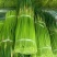 【精品】蒜薹红帽蒜薹产地直销量大质优价格优惠一手货源