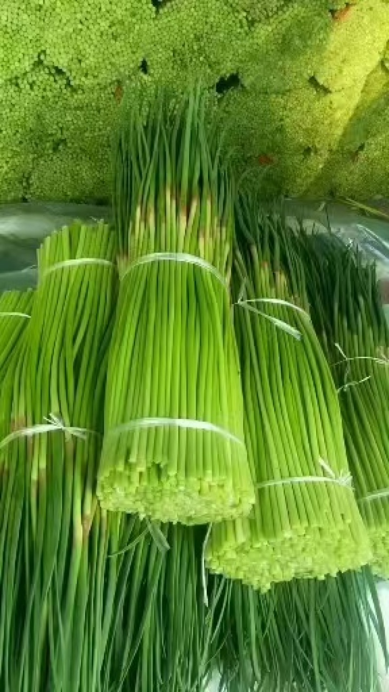 【精品】蒜薹红帽蒜薹产地直销量大质优价格优惠一手货源