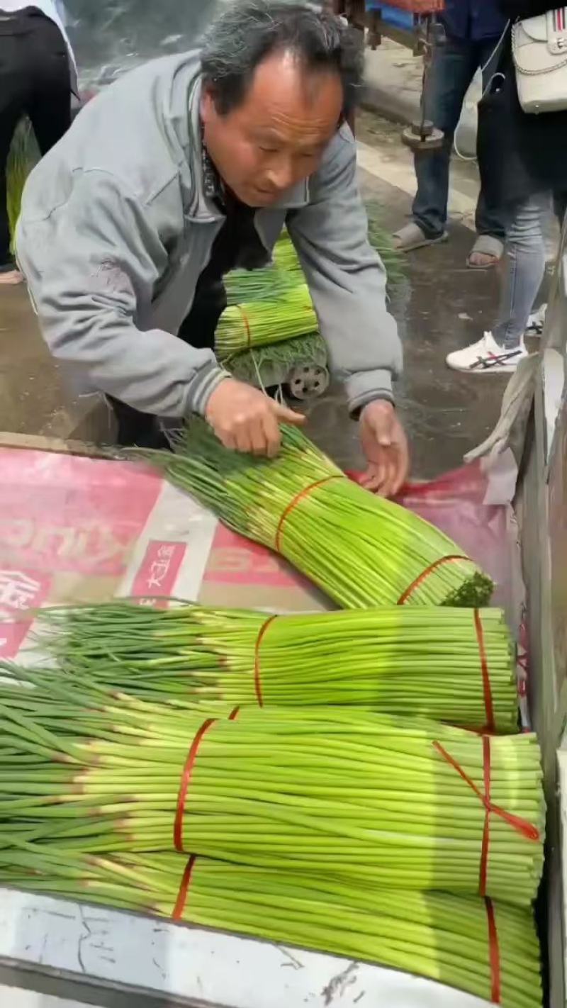 【精品】蒜薹红帽蒜薹产地直销量大质优价格优惠一手货源