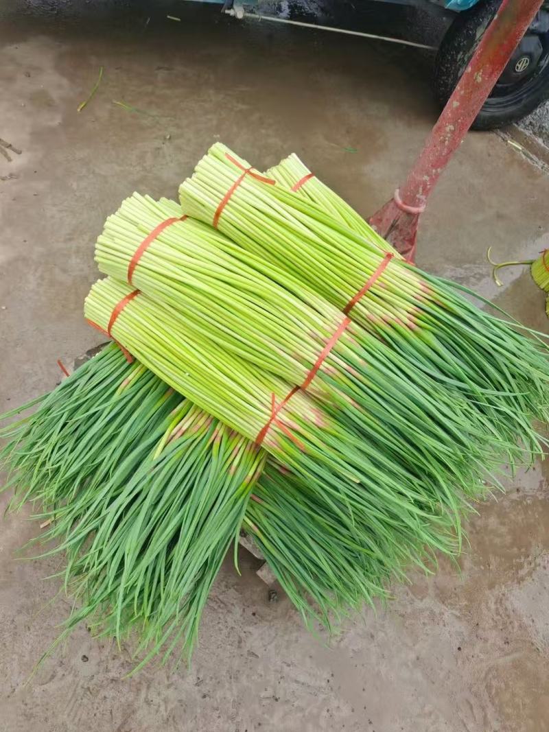 【精品】蒜薹红帽蒜薹产地直销量大质优价格优惠一手货源