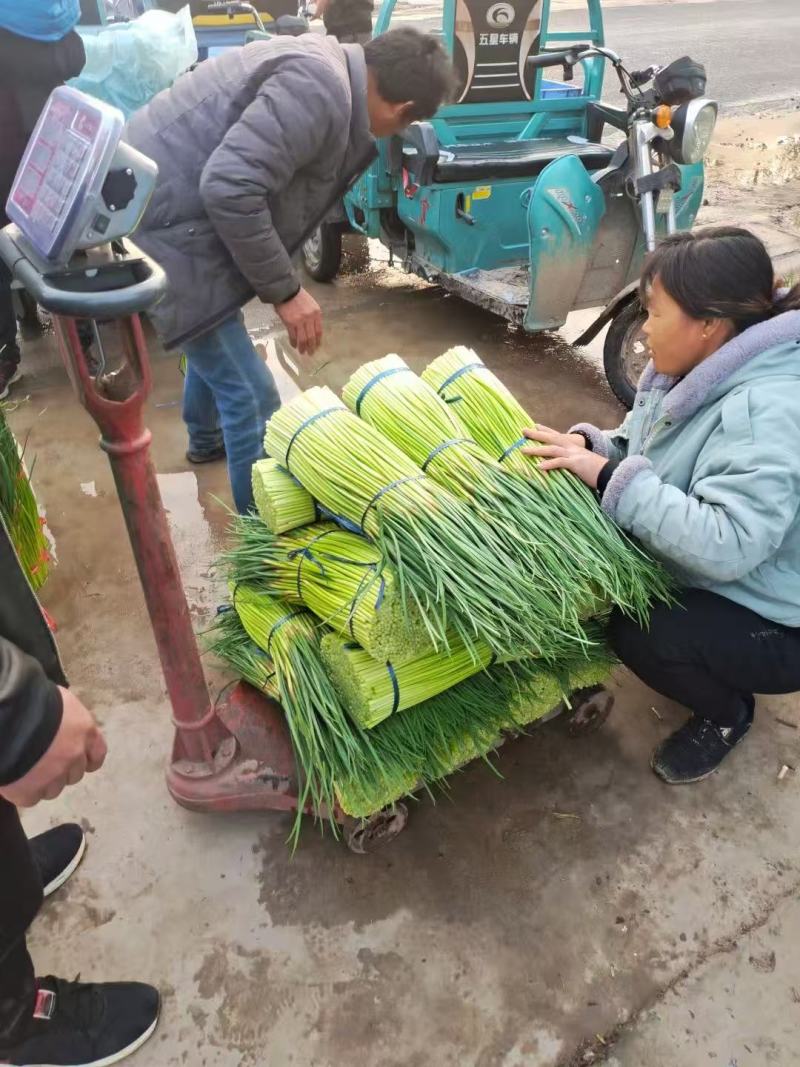 【精品】蒜薹红帽蒜薹产地直销量大质优价格优惠一手货源