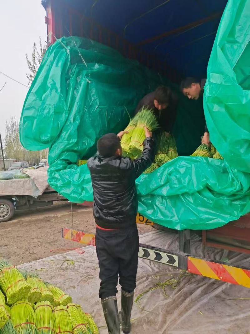 【精品】蒜薹红帽蒜薹产地直销量大质优价格优惠一手货源