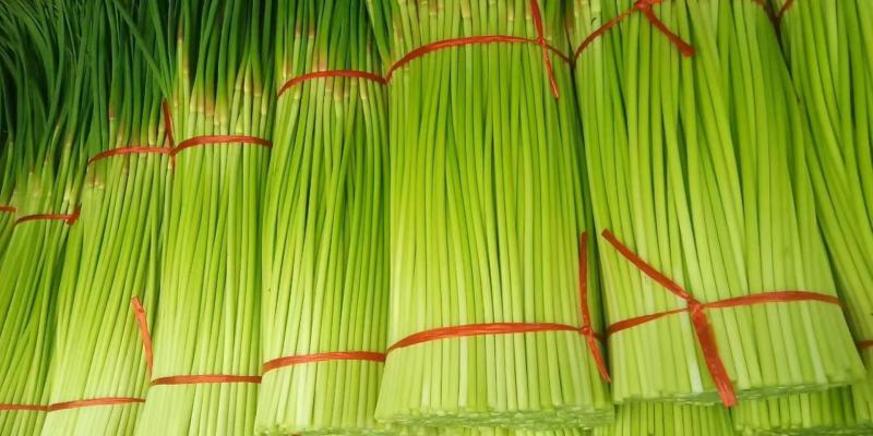 【精品】蒜薹红帽蒜薹产地直销量大质优价格优惠一手货源
