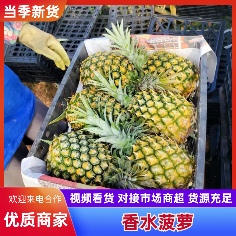 徐闻精品香水菠萝，产地直销质量保证一手货源全国发货