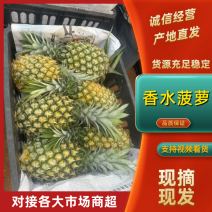 精品菠萝广东徐闻香水菠萝精品货源可视频看货对接商超