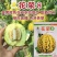 花荣8甜瓜种子500粒原装甜脆可口花皮绿肉高糖甜瓜