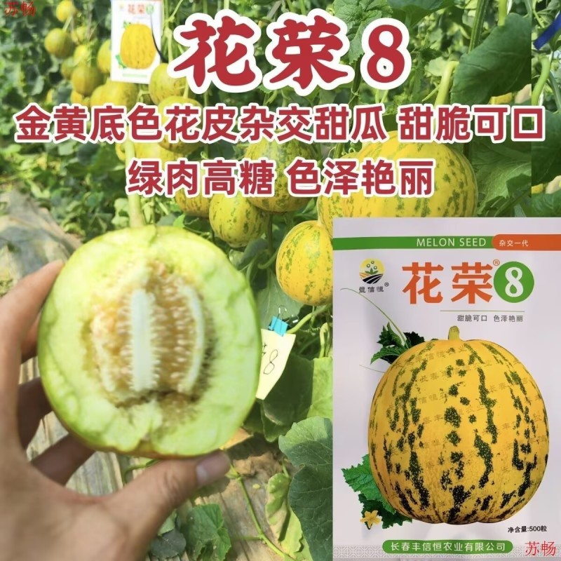 花荣8甜瓜种子500粒原装甜脆可口花皮绿肉高糖甜瓜
