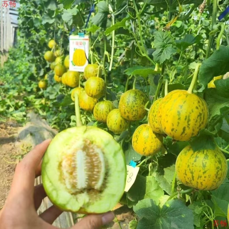 花荣8甜瓜种子500粒原装甜脆可口花皮绿肉高糖甜瓜