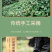 明前龙井茶2026新茶杭州高山绿茶春茶嫩芽浓香型茶叶