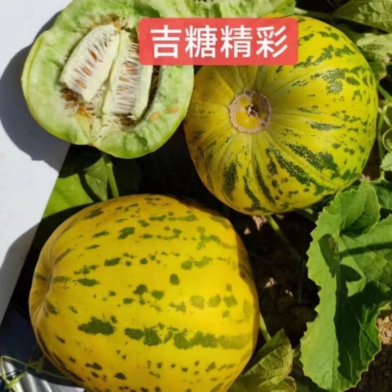 吉糖精彩甜瓜种子500粒原装花皮绿肉绿瓤上糖早