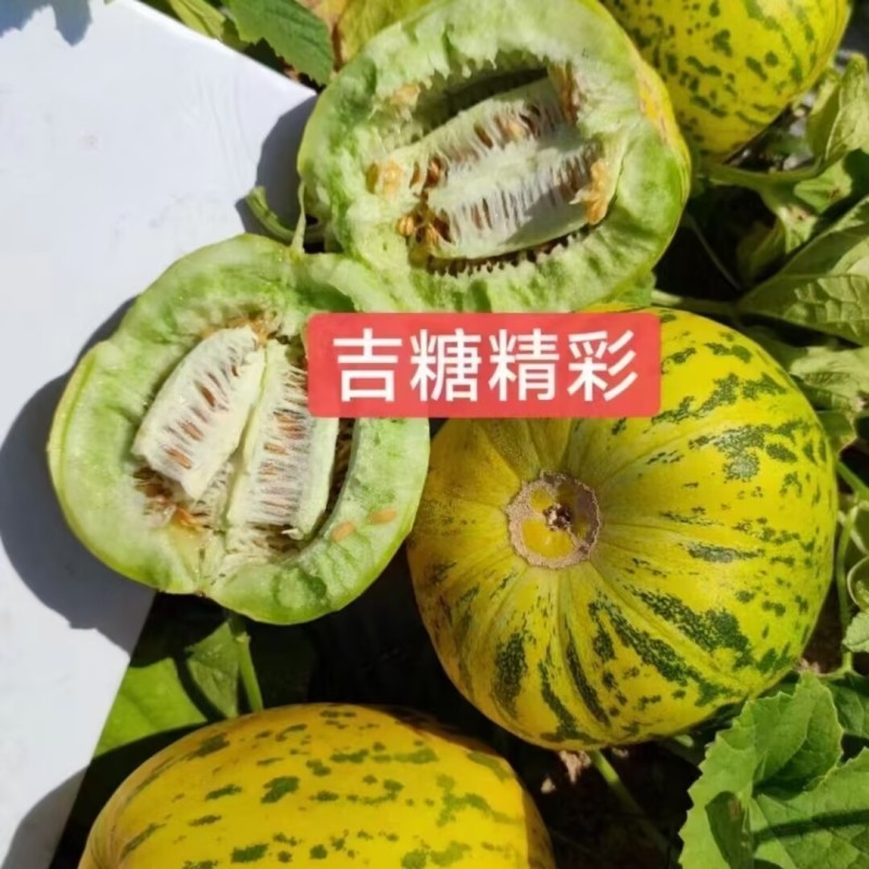 吉糖精彩甜瓜种子500粒原装花皮绿肉绿瓤上糖早