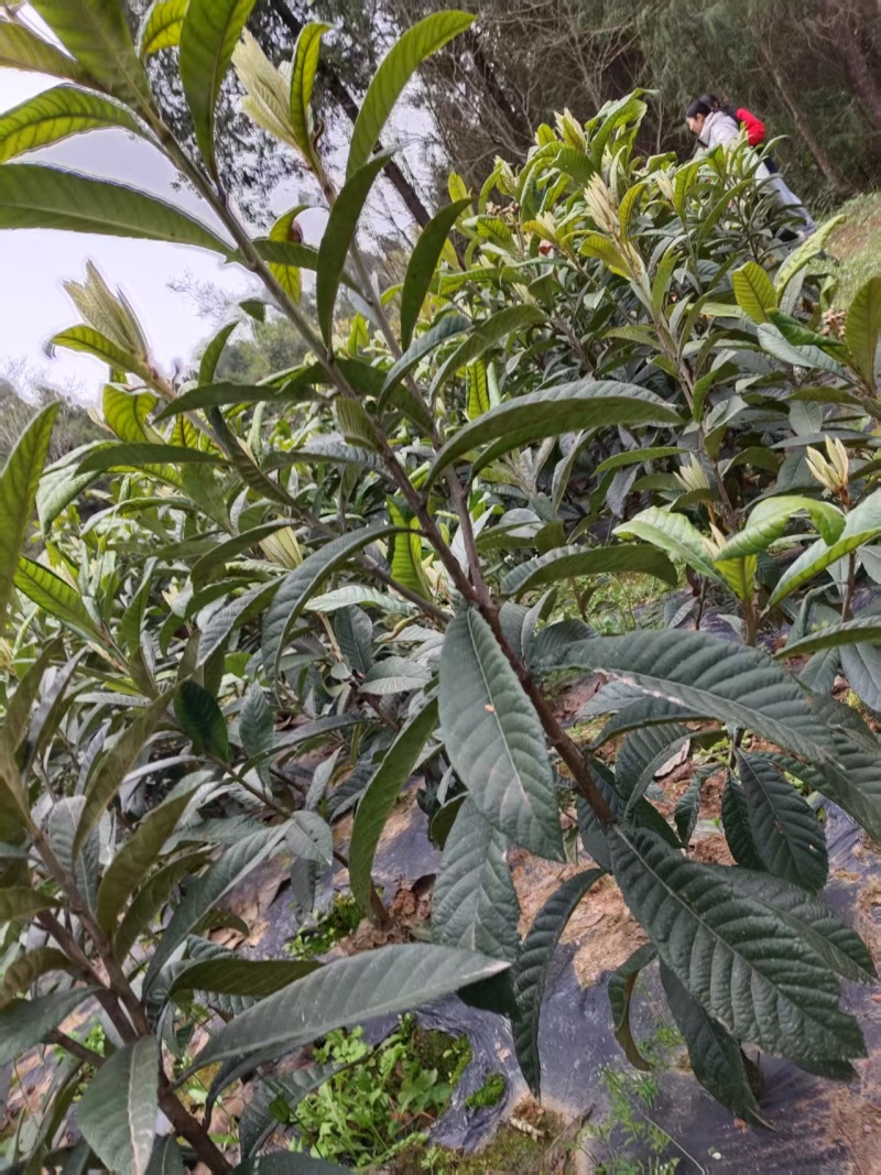 矮化白肉枇杷苗大量有货产地直发提供技术指导