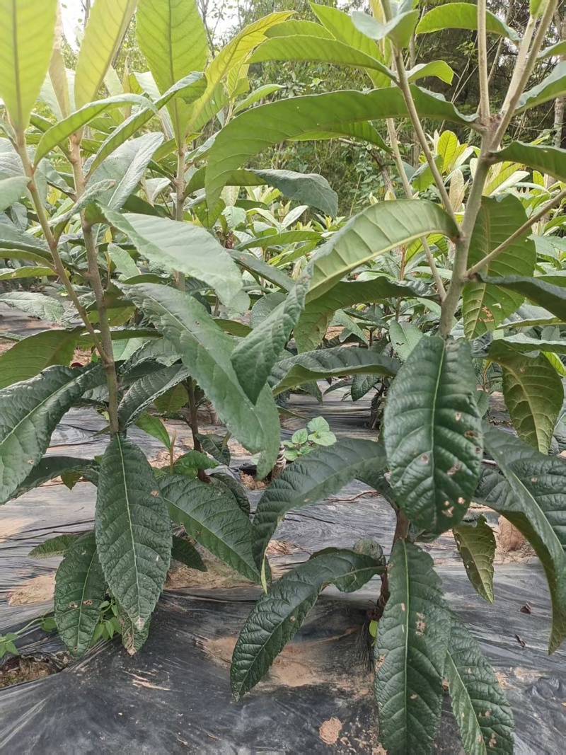 矮化白肉枇杷苗大量有货产地直发提供技术指导