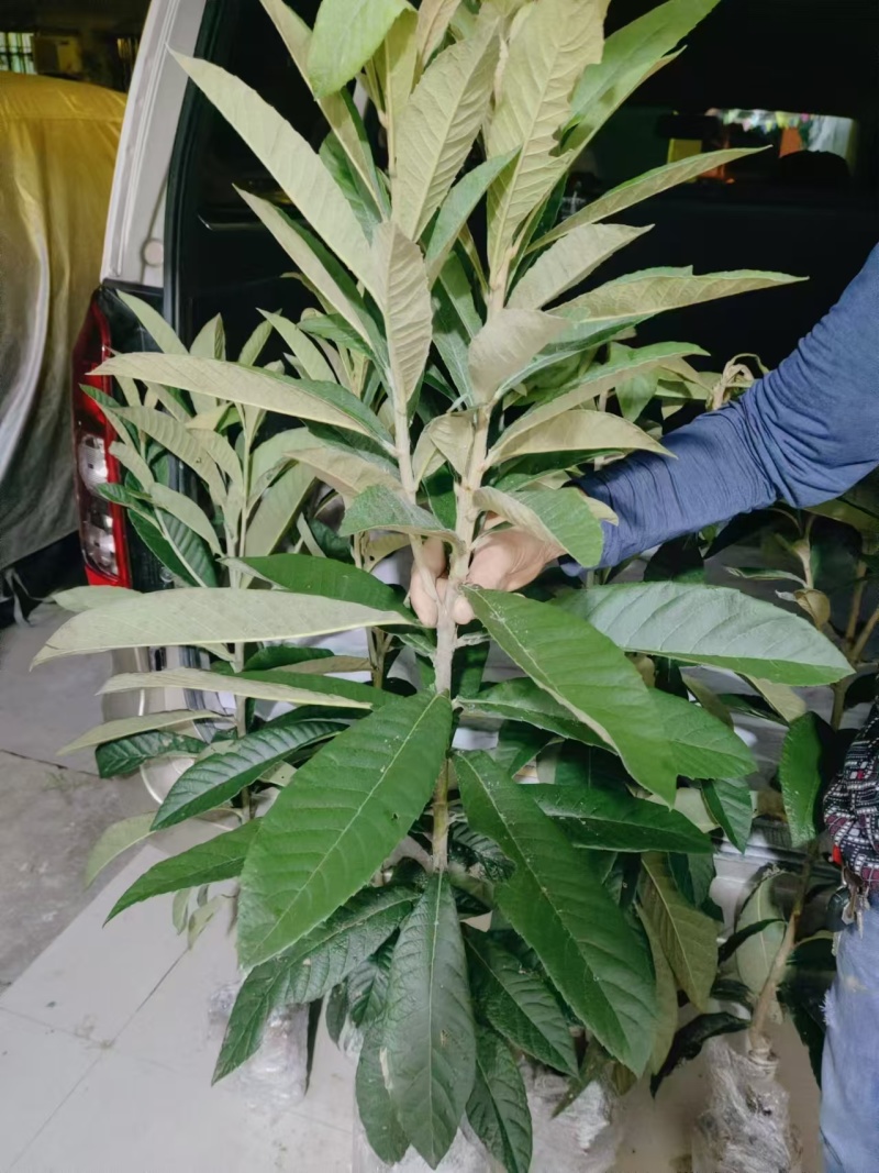 矮化白肉枇杷苗大量有货产地直发提供技术指导