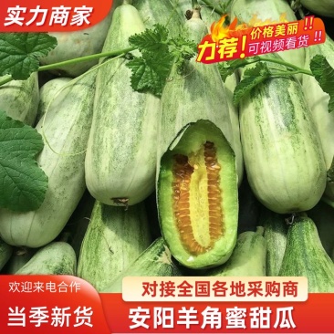 羊角蜜甜瓜安阳内黄甜瓜口感脆甜对接电商超市市场等