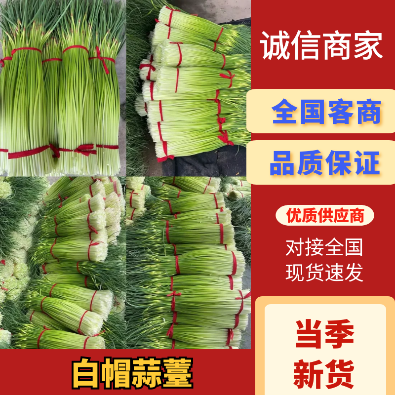 蒜苔白帽蒜薹产地直供一手货源品质保障欢迎咨询