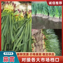 蒜苗红根蒜苗无泥水洗毛蒜苗可对接工厂产地直供