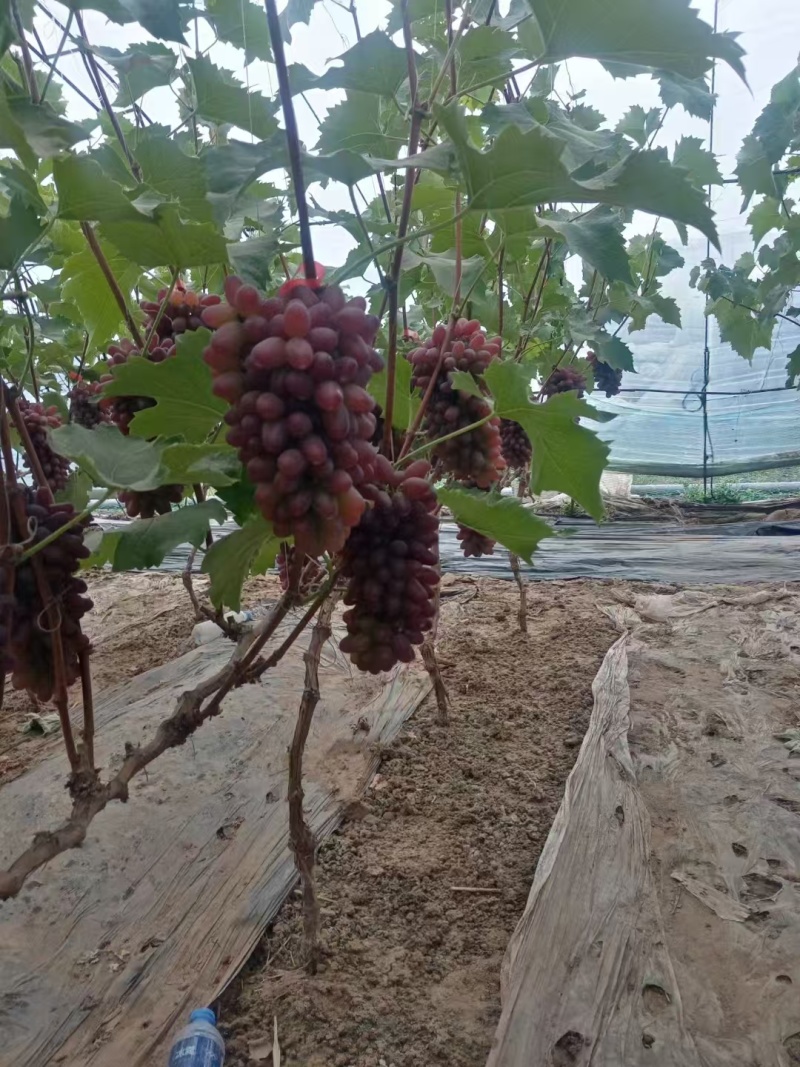茉莉香葡萄品质保证支持视频看货欢迎来电洽谈价格更优惠