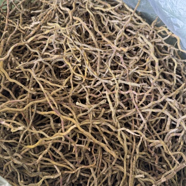 浙江品种（西双版纳产地直销）石斛干条饱满，胶好，化渣