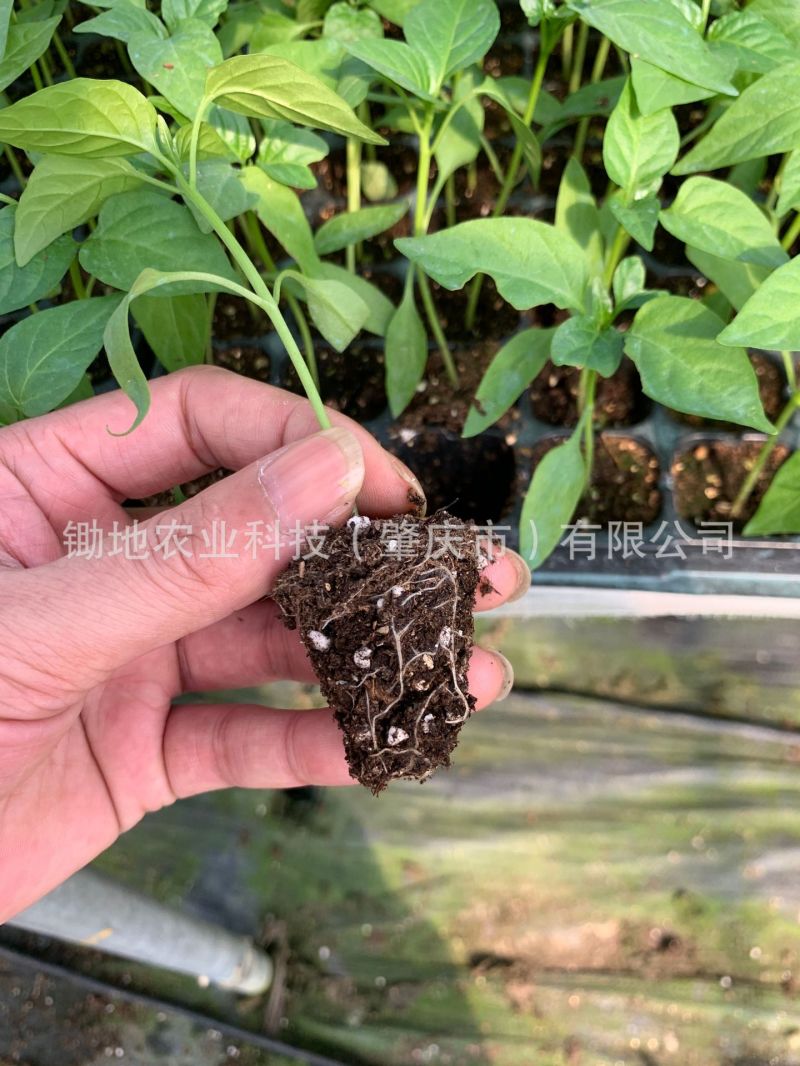 瓜果蔬菜穴盘育苗基质
