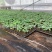 瓜果蔬菜穴盘育苗基质